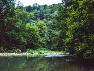 河畔林间自然水景