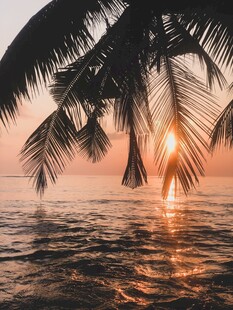 海滨椰林日落美景