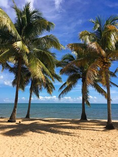 海边椰树沙滩风光