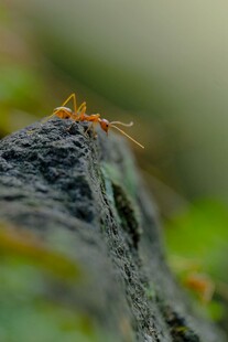微距蚂蚁特写