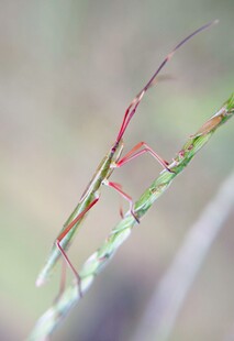 草茎上的竹节虫