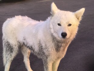 狗