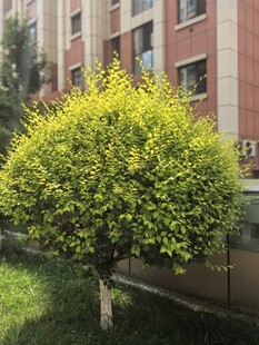 金叶榆