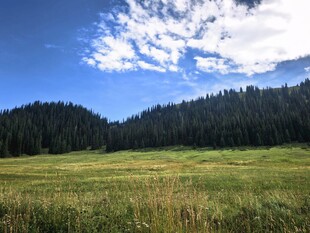 森林