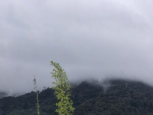  山野