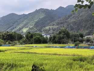 稻田