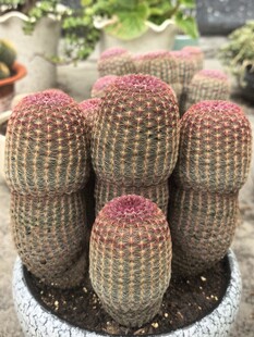 多肉植物仙人球