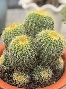仙人球