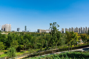 城郊绿地远眺城市风光