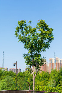 晴日下的葱郁绿树