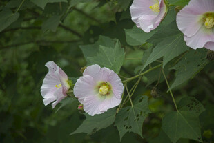 木芙蓉浅粉花卉绿叶间绽放
