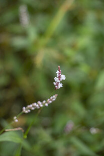 柔焦野生蓼花穗状小花