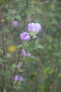 木槿花