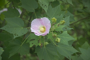 木芙蓉淡粉小花藏于绿叶间