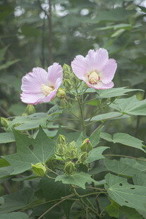 淡粉木芙蓉花绽放
