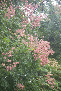 黄山栾树粉色果实