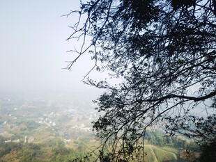 朦胧雾色郊野树景