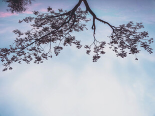 春日樱花