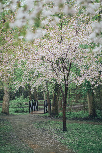 樱花步道