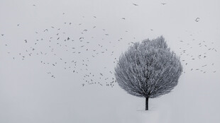 雪中孤树