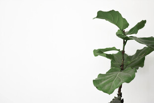 绿植叶片