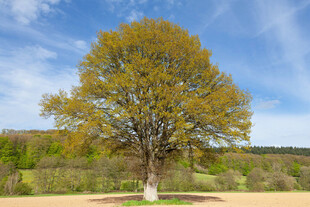 郊野孤树