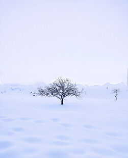 雪原孤树