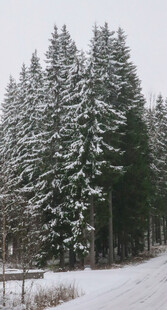 雪后松林