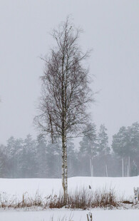 雪地孤树