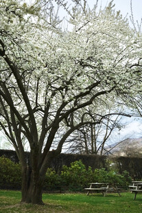公园花树