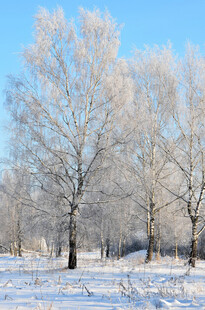 雾凇雪景