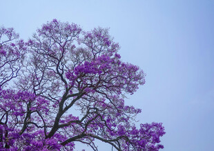紫花满树