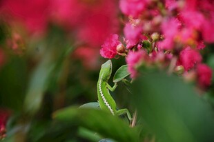 绿蜥蜴与红花小景
