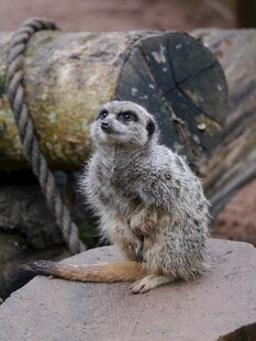 站立张望的狐獴