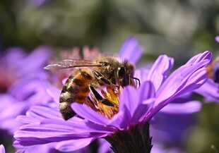 蜜蜂采蜜紫花特写