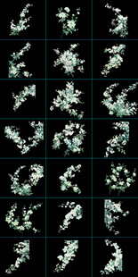 白色梨花
