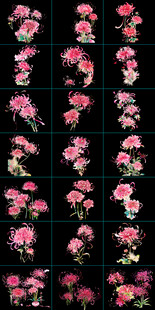 粉色菊花