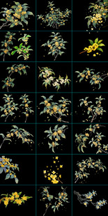 古风桂花
