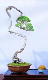 盆景