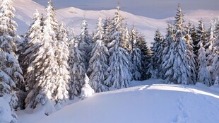 冬日雪原松林雪景