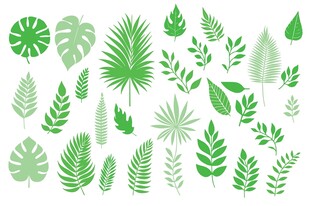 热带植物剪影