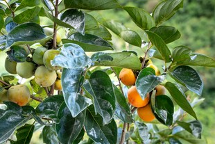 枝头挂果柿子树