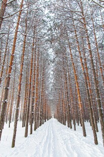 冬日雪林小径