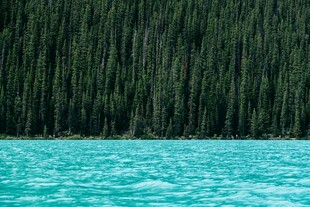 碧湖沿岸茂密森林景观