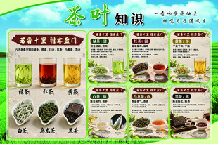茶叶知识科普海报