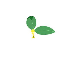 桂花枝免扣元素