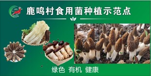 食用菌种植示范点