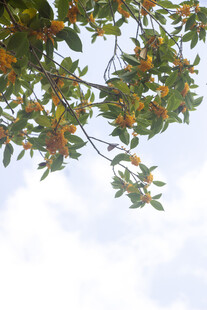 晴空下的桂花枝