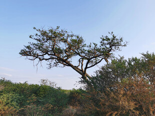 郊野孤树