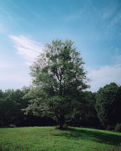 草坪孤树